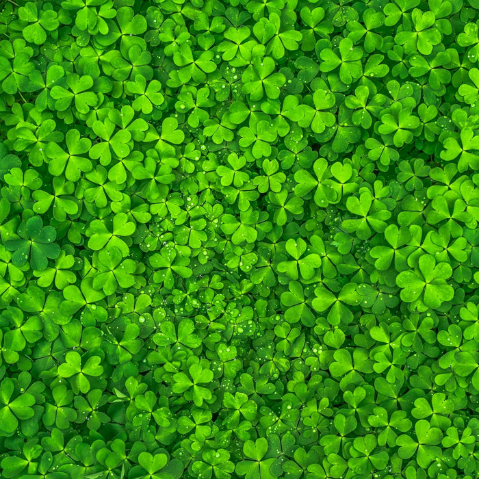 🍀Catch the Luck of the Irish with This Deal