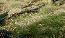 All Game Terrain Spring Green Weeds-Flock and Basing Materials-LITKO Game Accessories