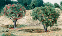 Woodland Scenics Fruit Apples And Oranges-Flock and Basing Materials-LITKO Game Accessories
