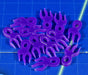 LITKO Mutation Virus Tokens, Purple (12)-Tokens-LITKO Game Accessories